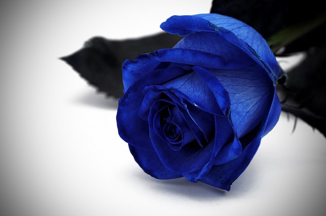 Rose Blu