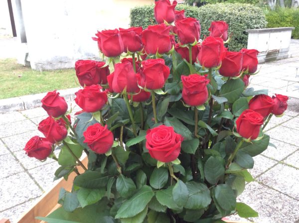 24 rose rosse