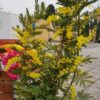 pianta di mimosa