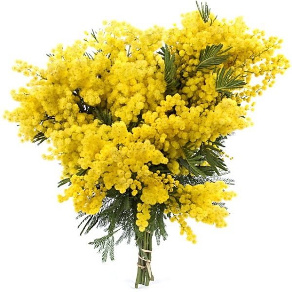 mazzo di mimosa