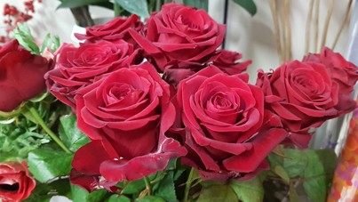 12 rose rosse
